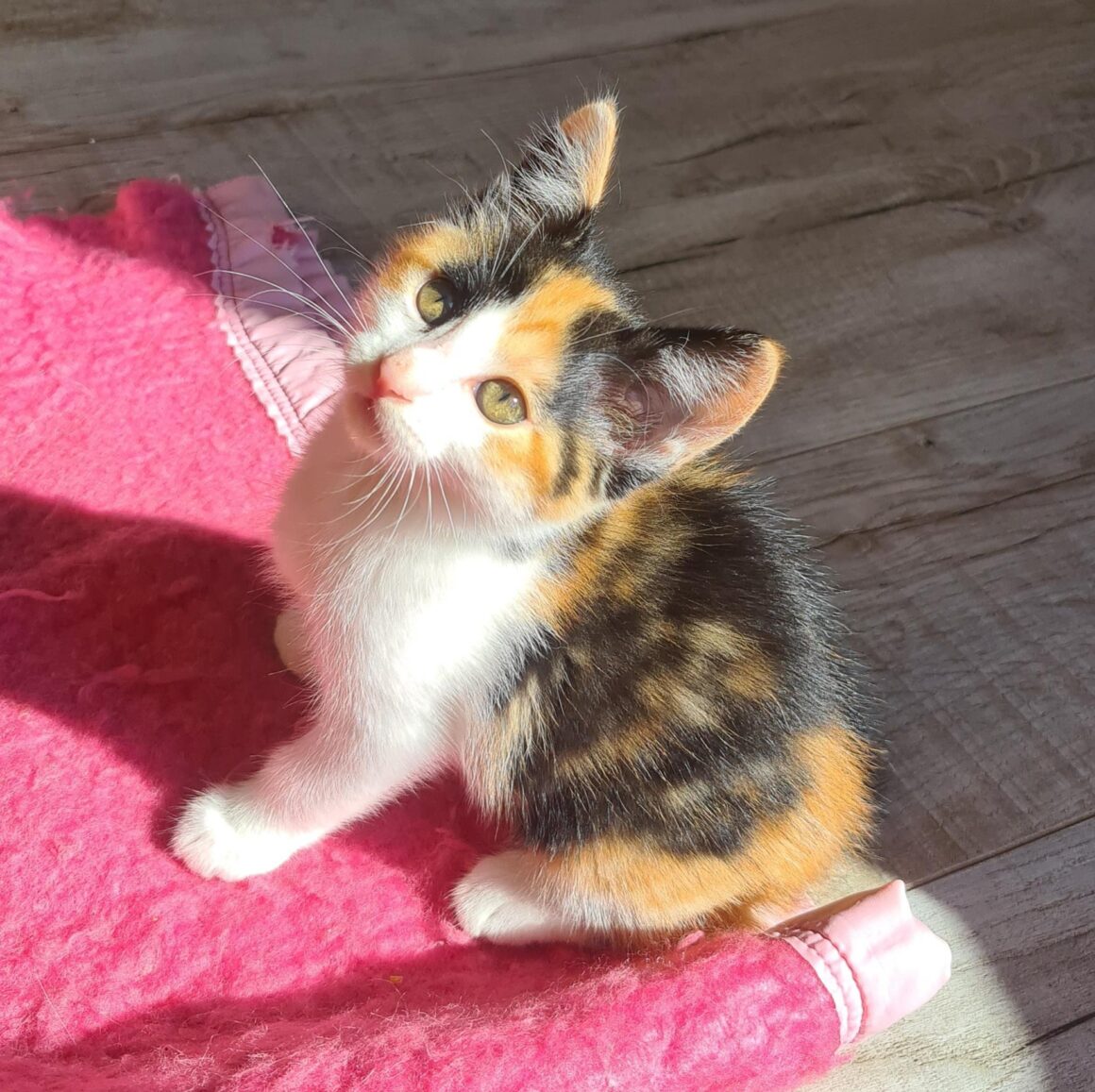 Aloveyou (4) ALOVEYOU – Chaton adoptée