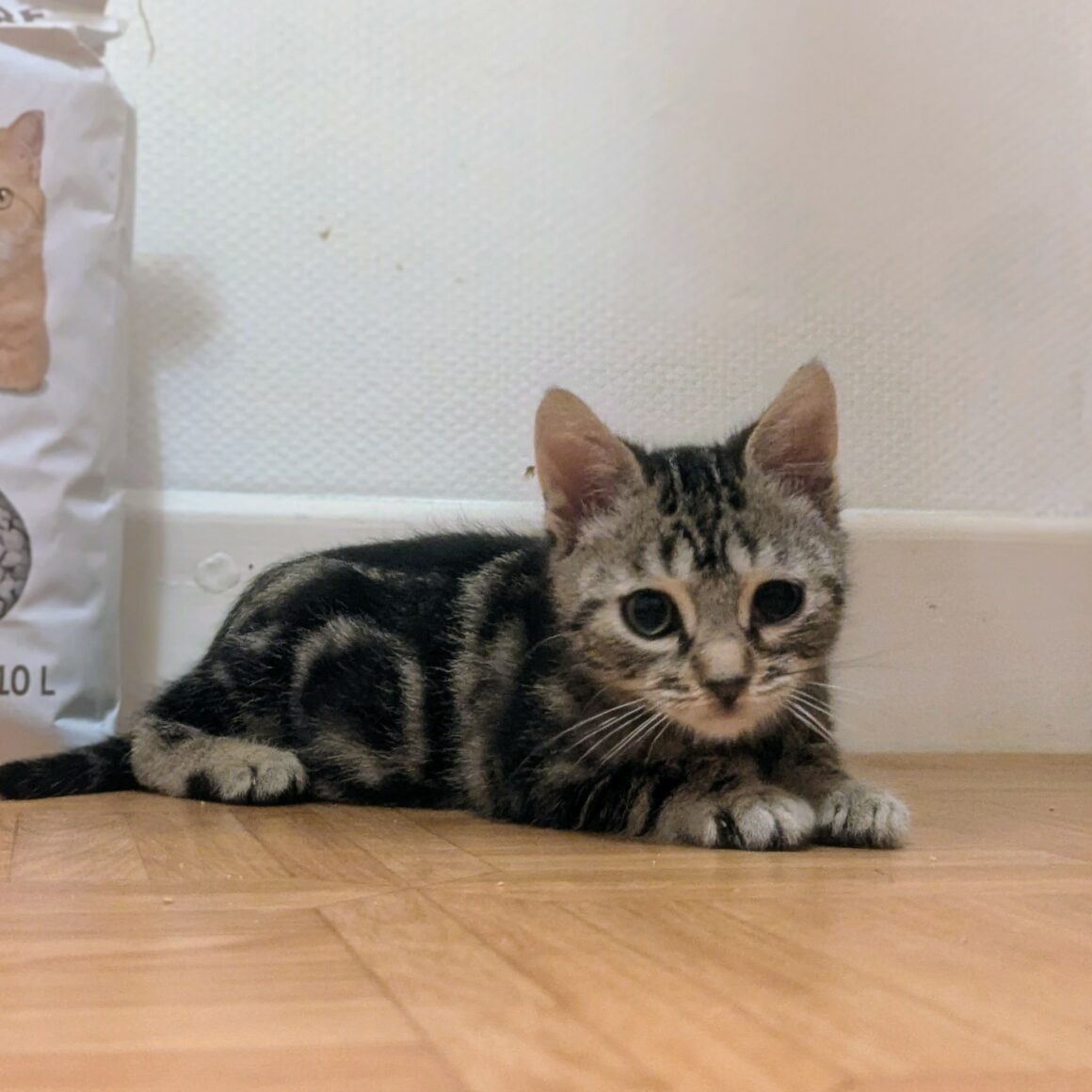 ACTION (1) ACTION – chaton