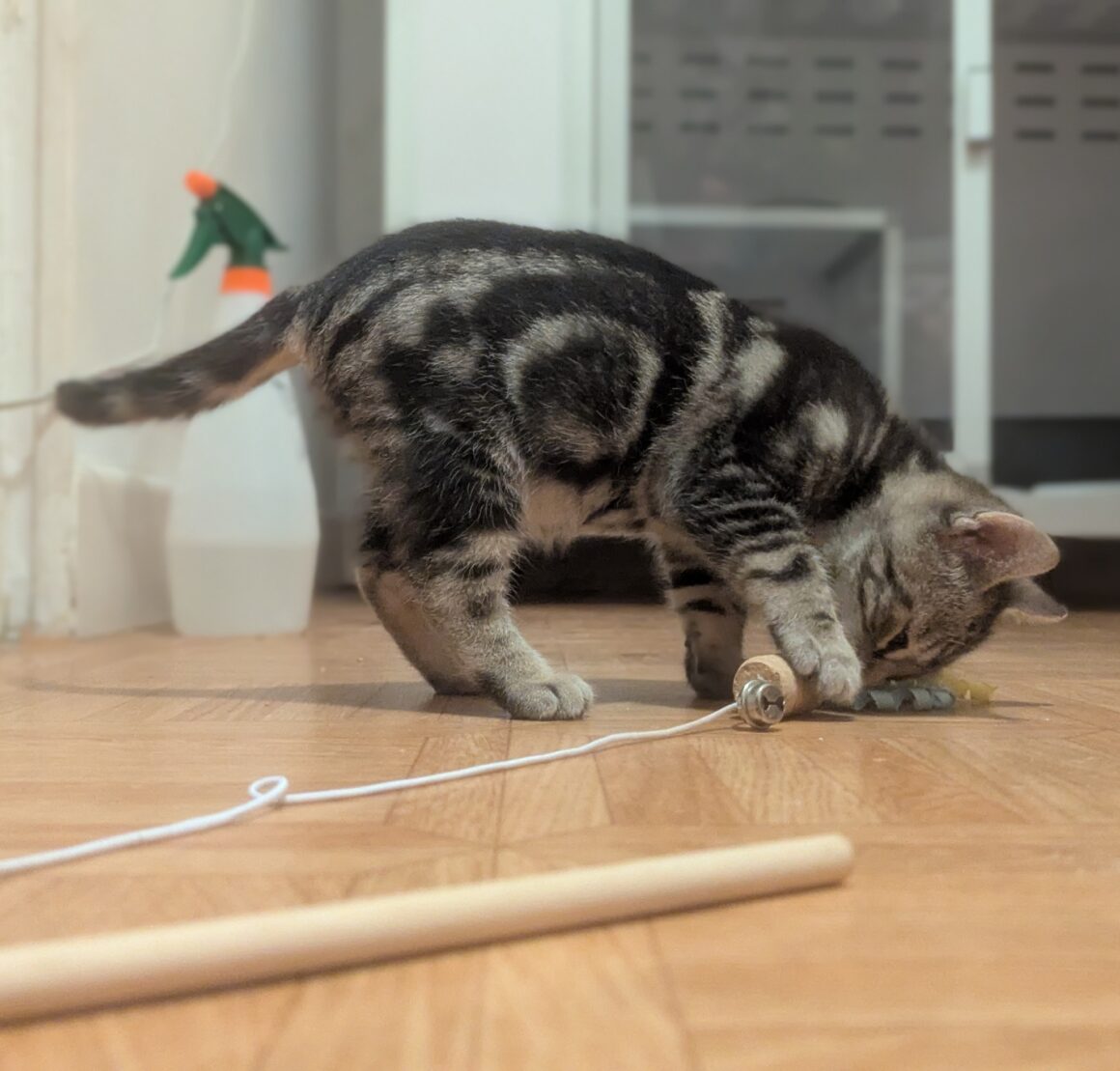 ACTION (2) ACTION – chaton