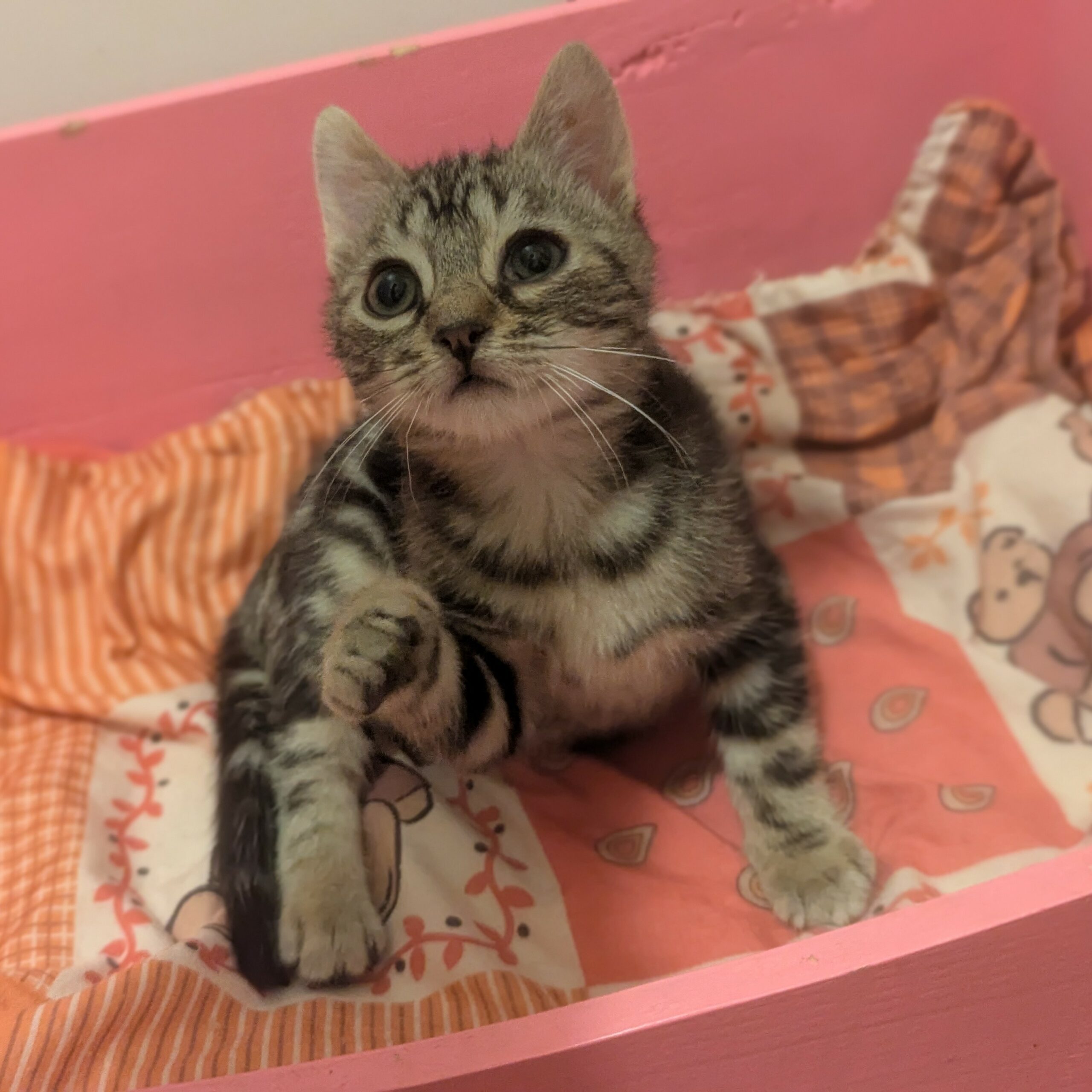 ACTION (3) ACTION – chaton