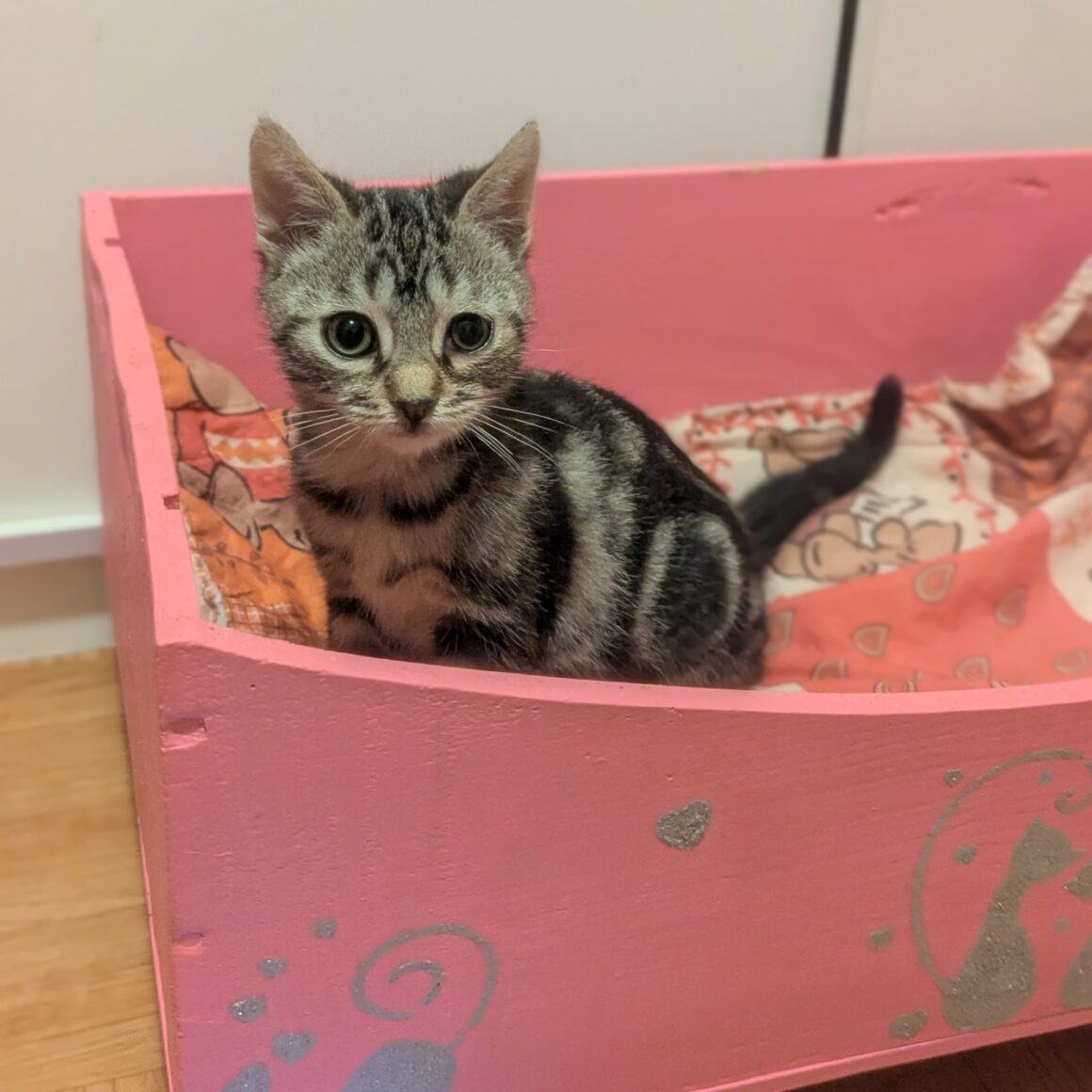 ACTION (4) ACTION – chaton