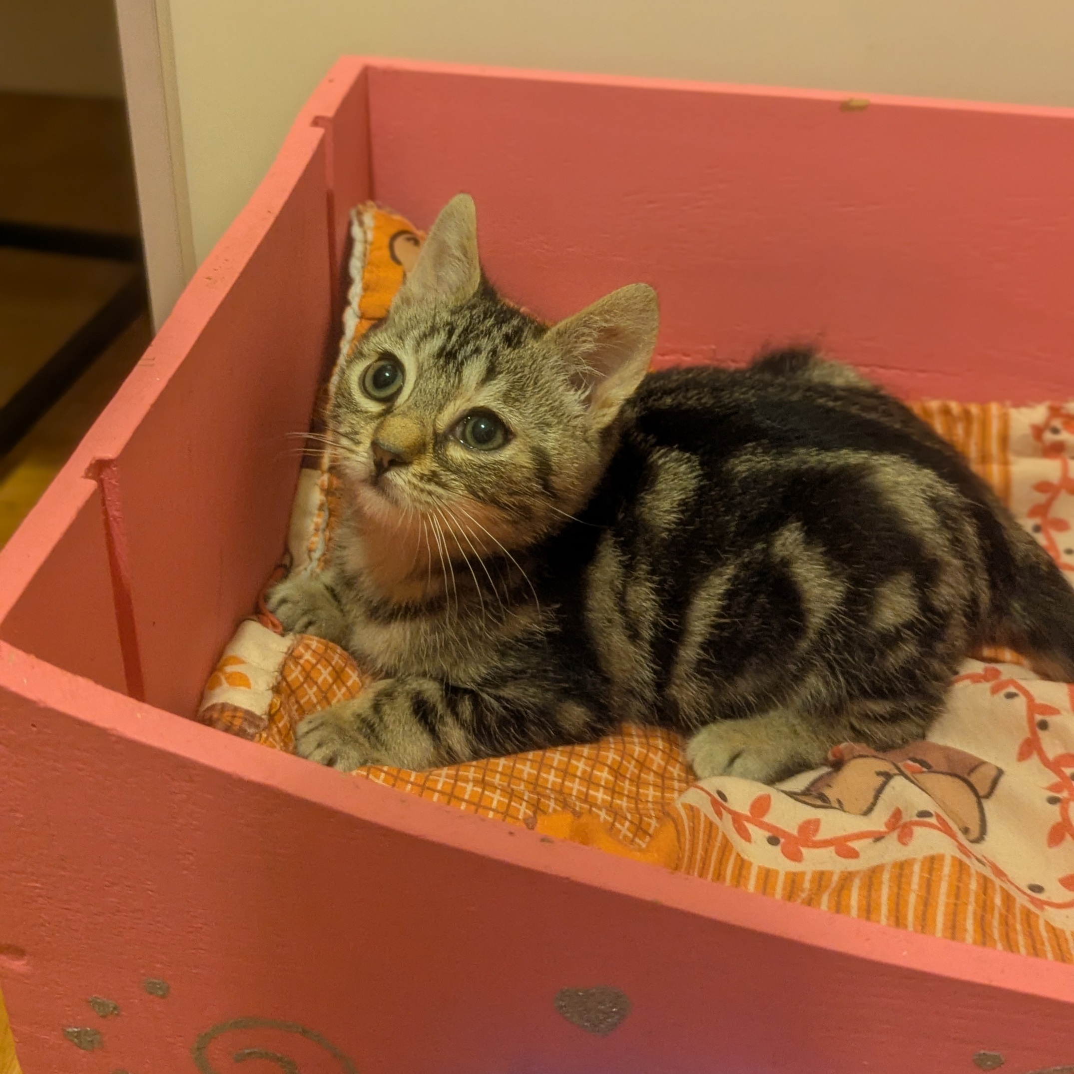 ACTION – chaton adopté