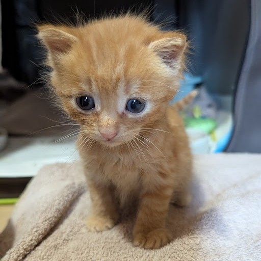 ADONIS – chaton