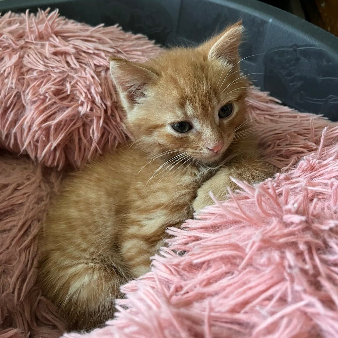 ADONIS – chaton