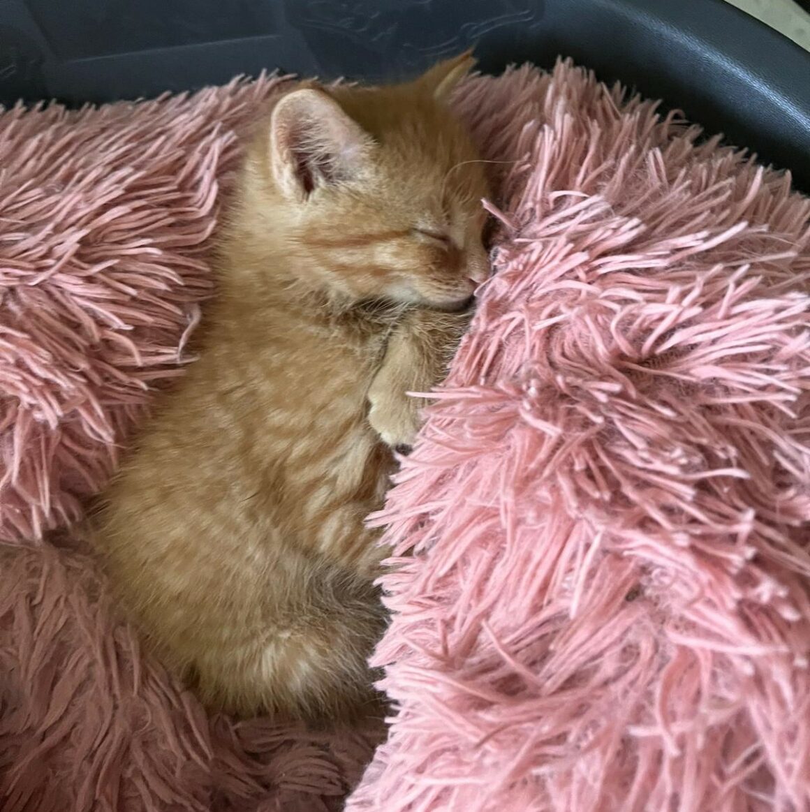 ADONIS – chaton