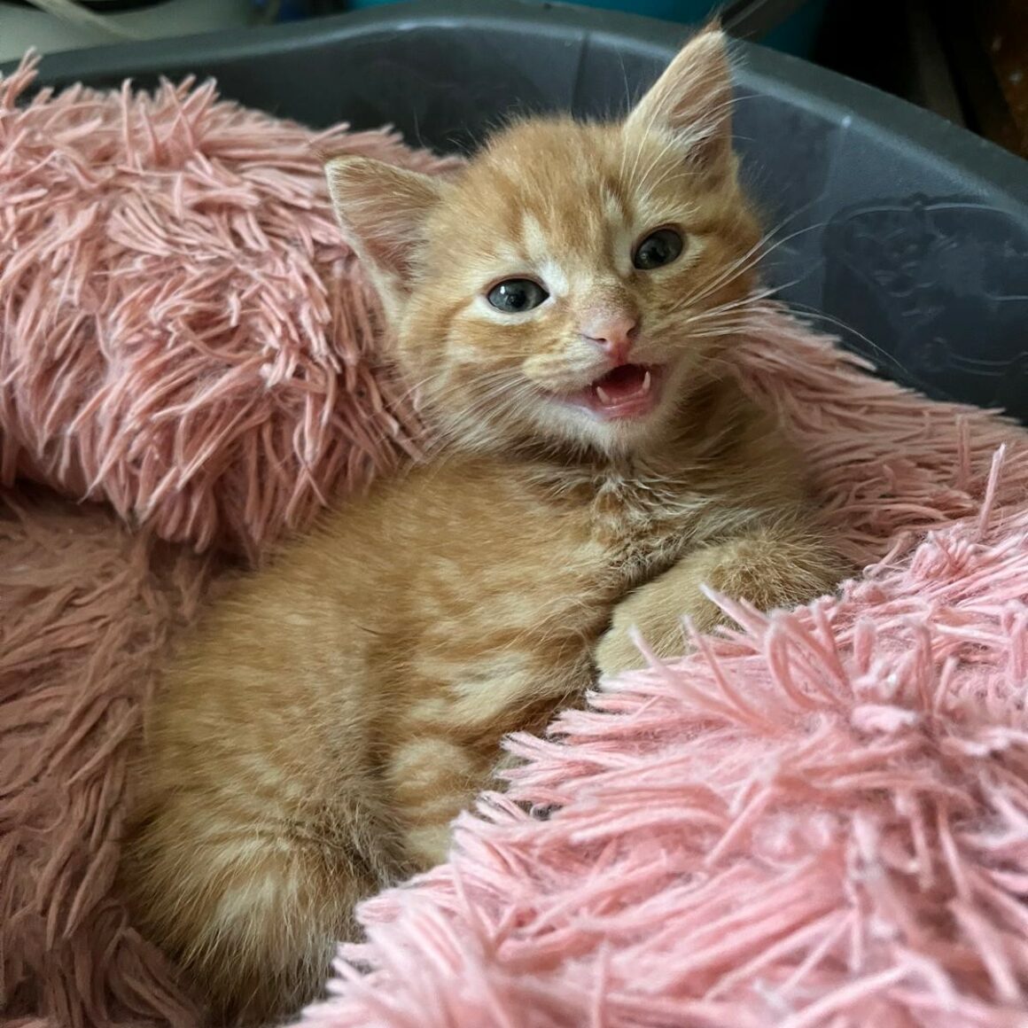 ADONIS – chaton