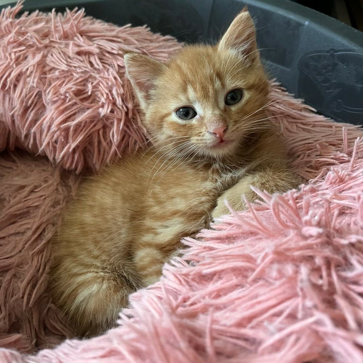 ADONIS – chaton adopté