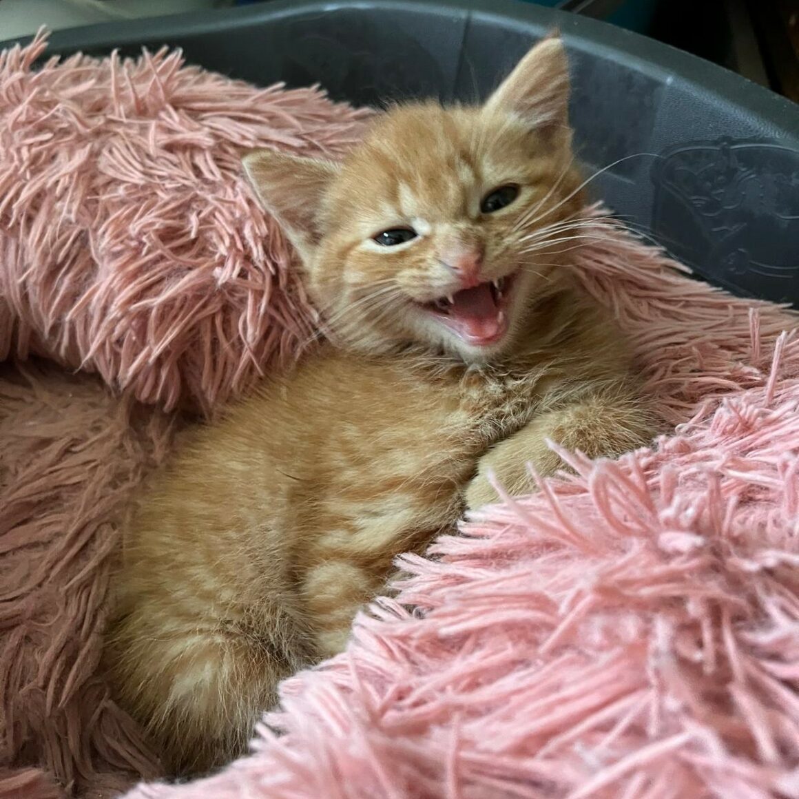 ADONIS – chaton