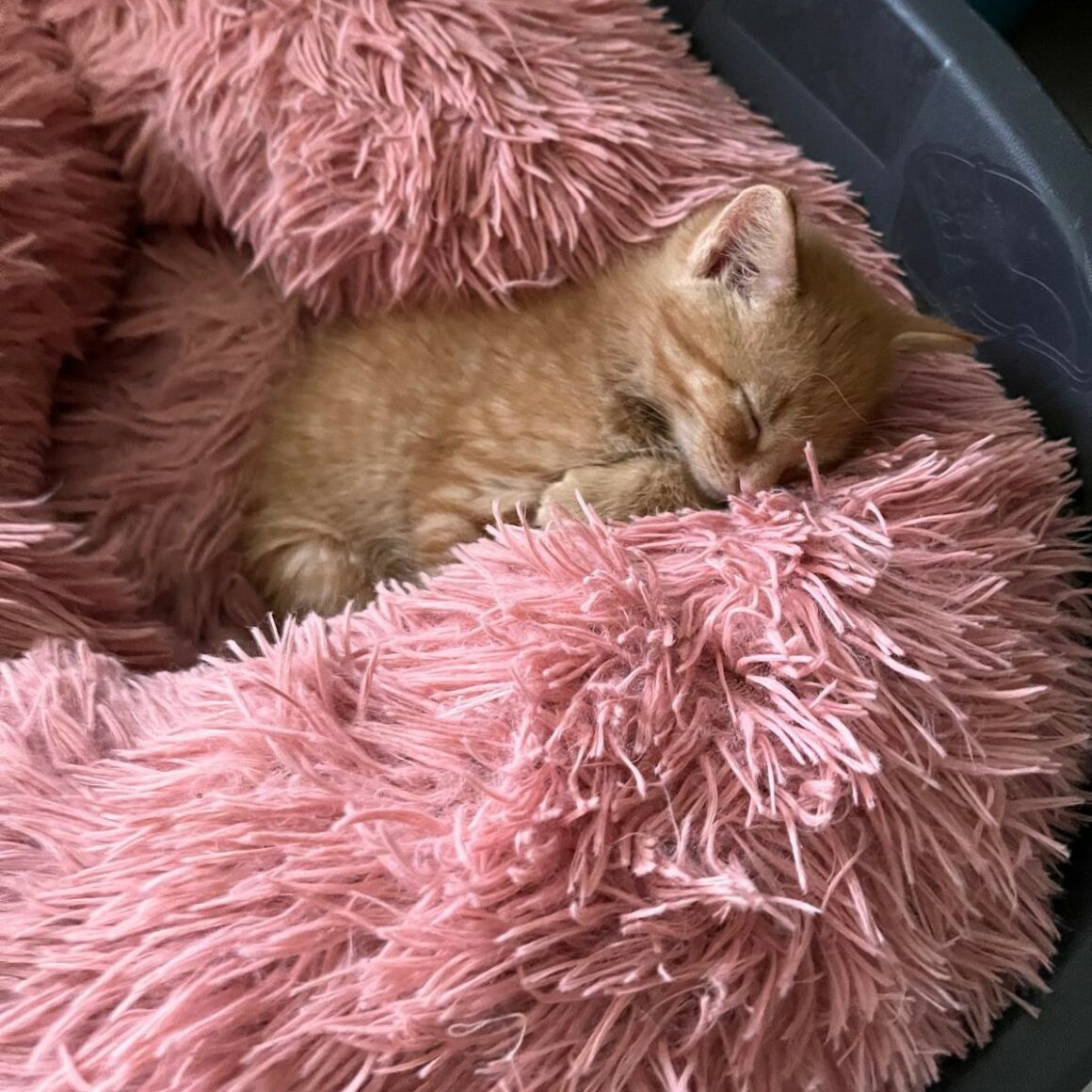 ADONIS – chaton