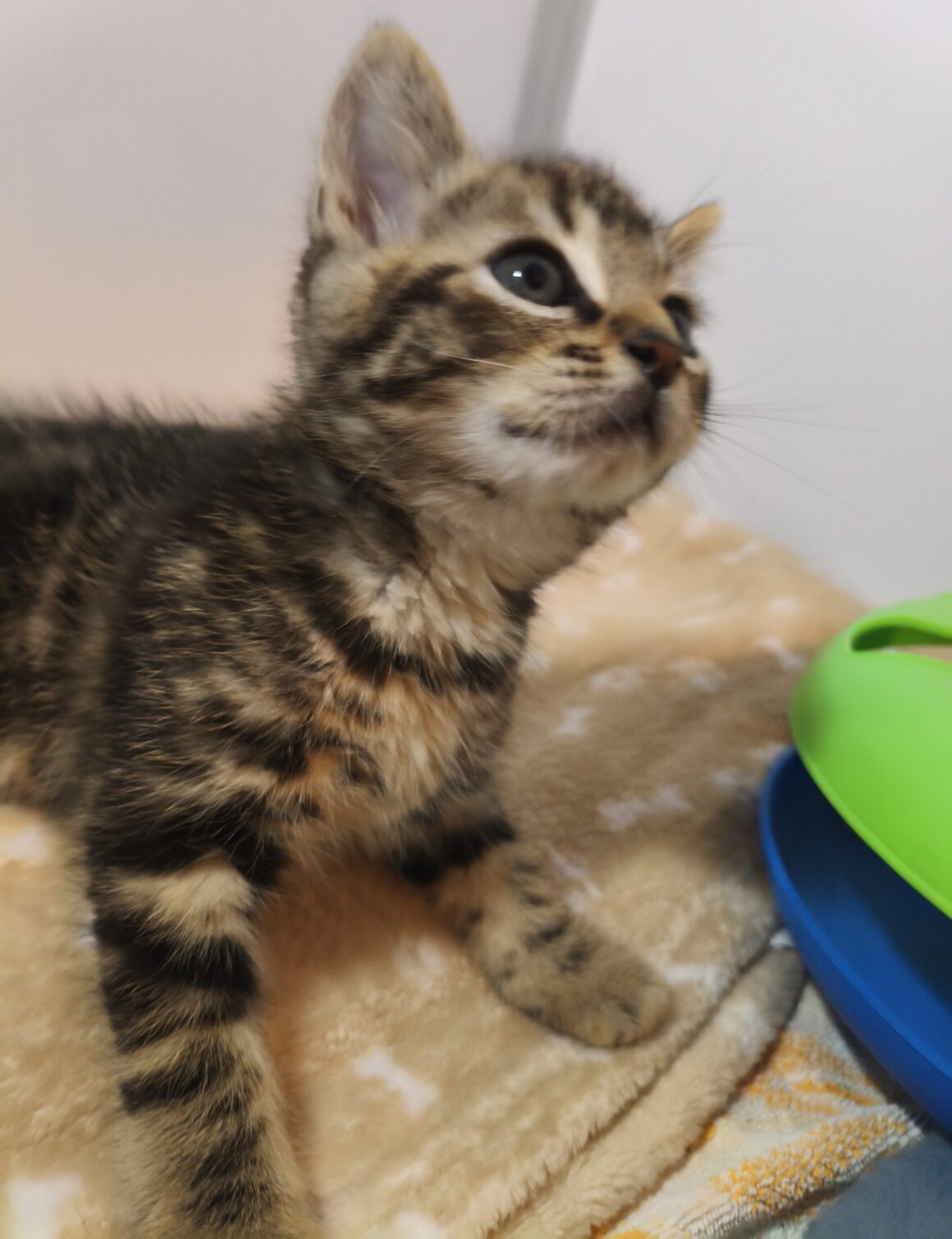ADRIEN – chaton réservé