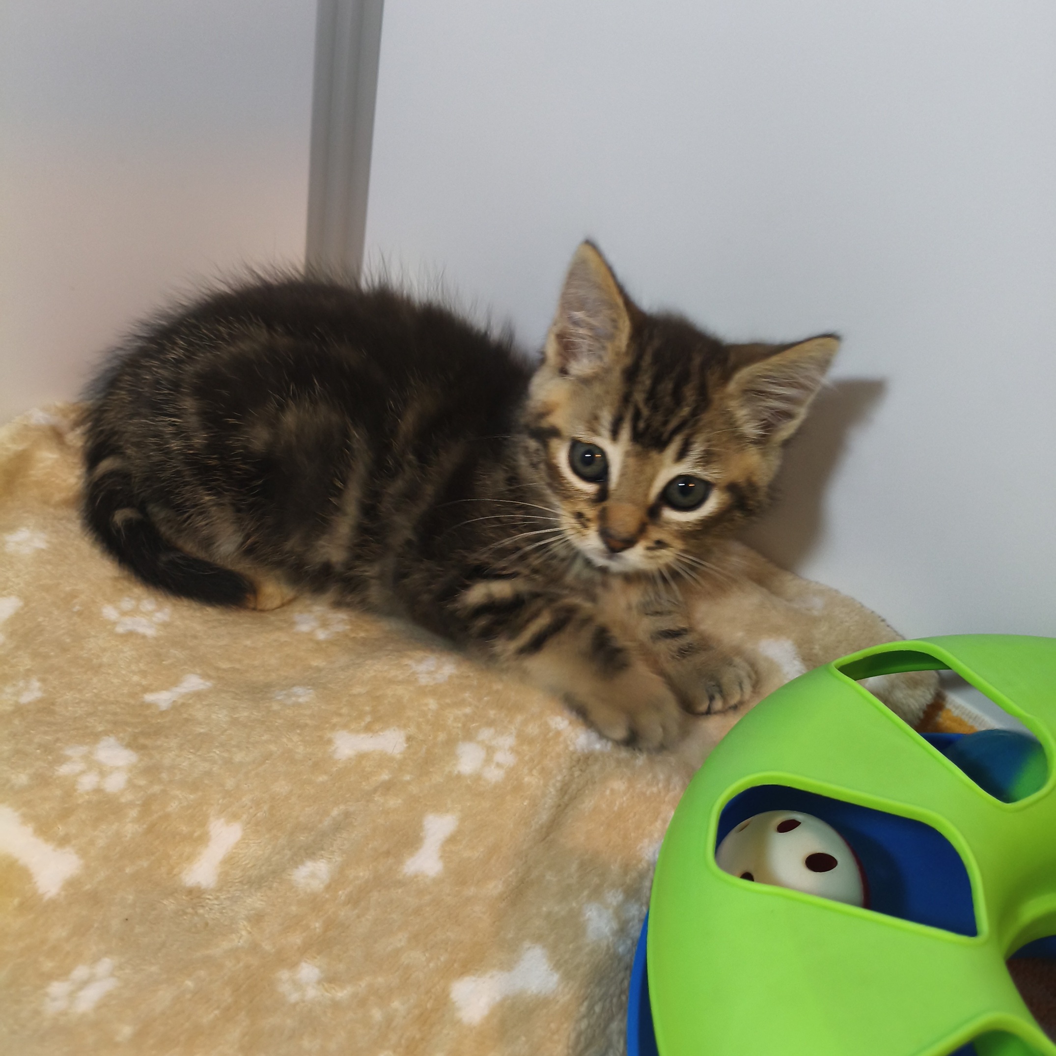 ADRIEN – chaton adopté