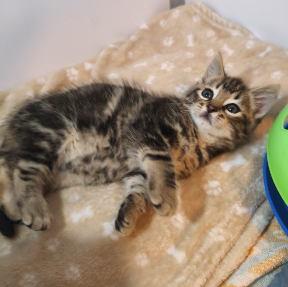 ADRIEN – chaton réservé