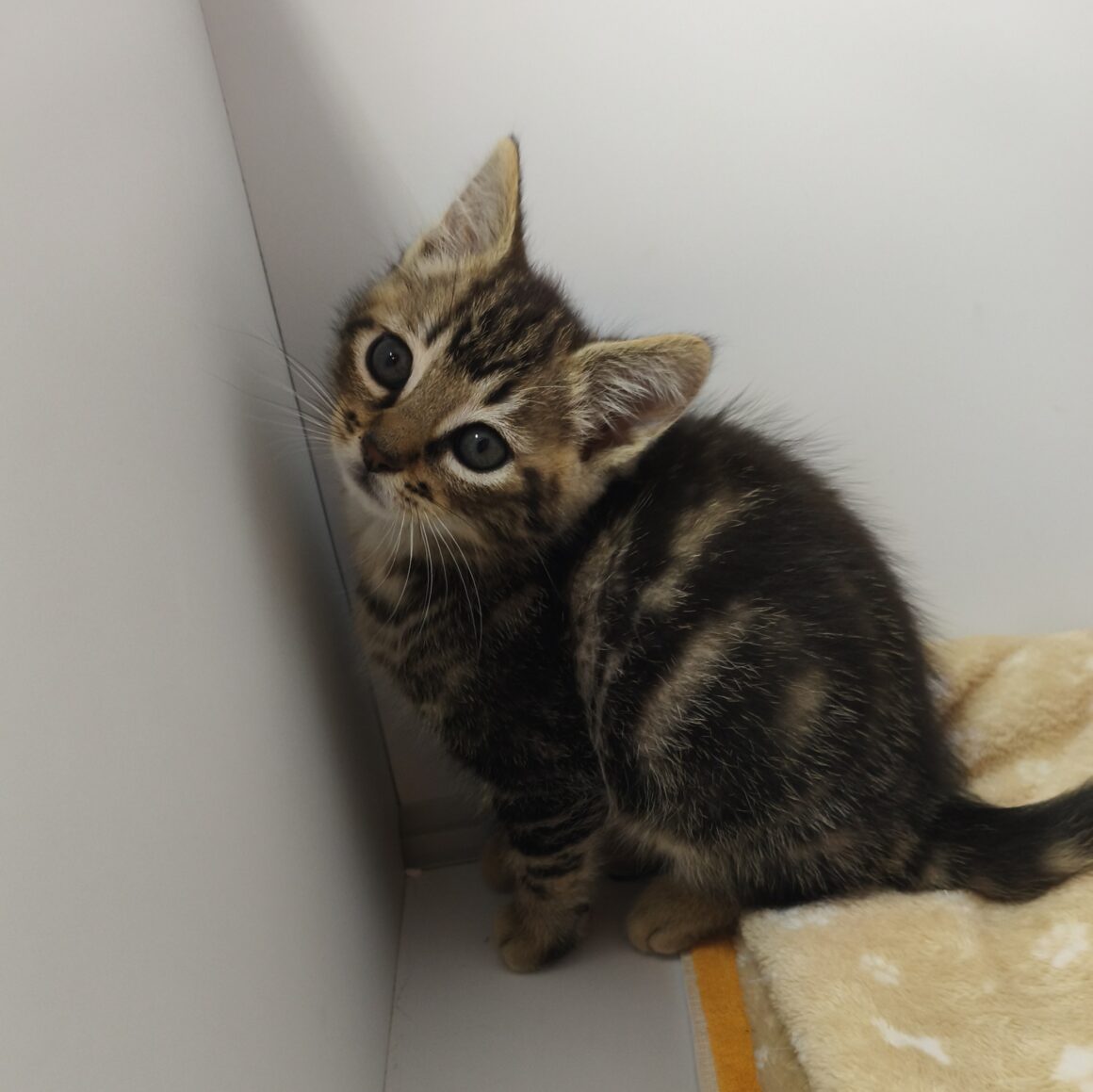 ADRIEN – chaton réservé