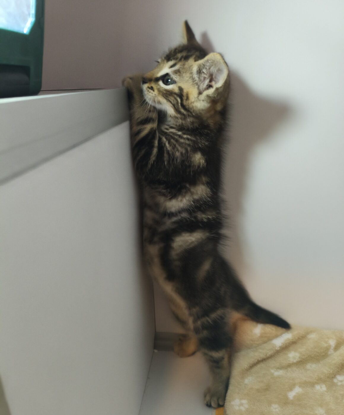 ADRIEN – chaton réservé