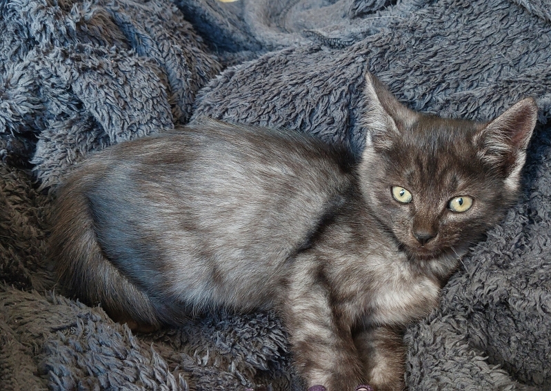 AÏKO – chaton