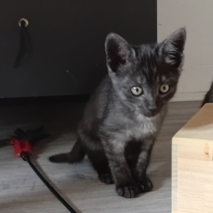 AÏKO – chaton