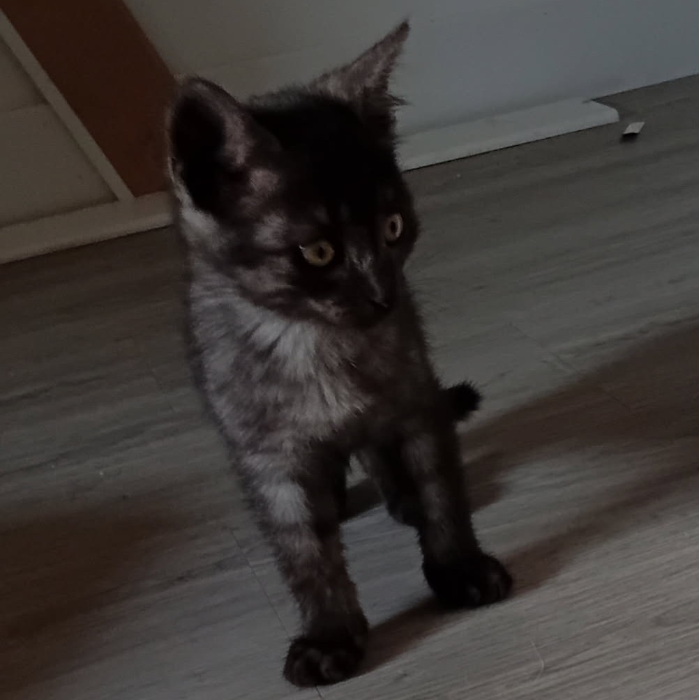 AÏKO – chaton