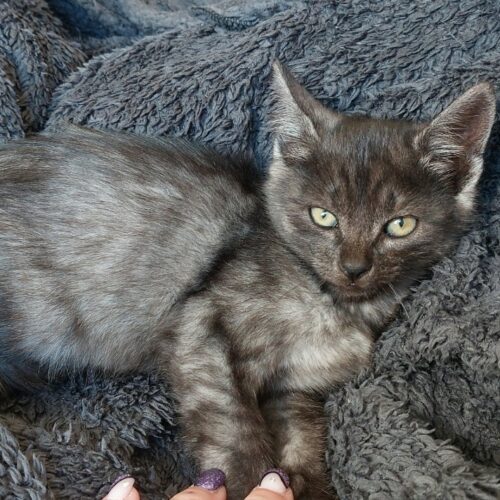 AÏKO – chaton adopté