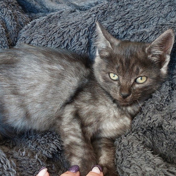 AÏKO – chaton adopté