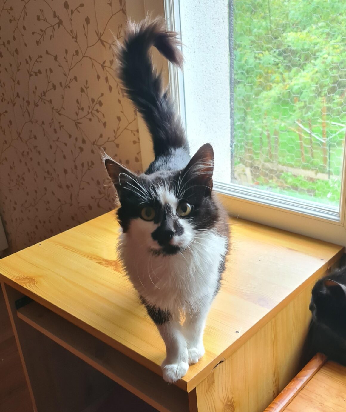 AKRONYM (1) AKRONYM – chaton