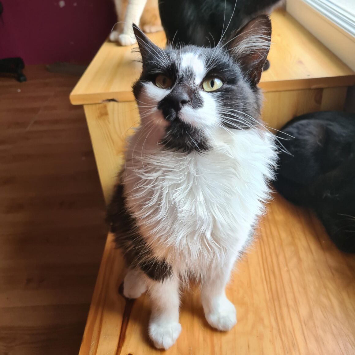AKRONYM (2) AKRONYM – chaton