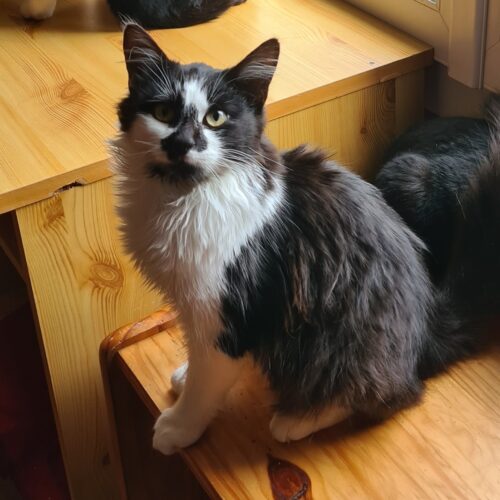 AKRONYM – chaton