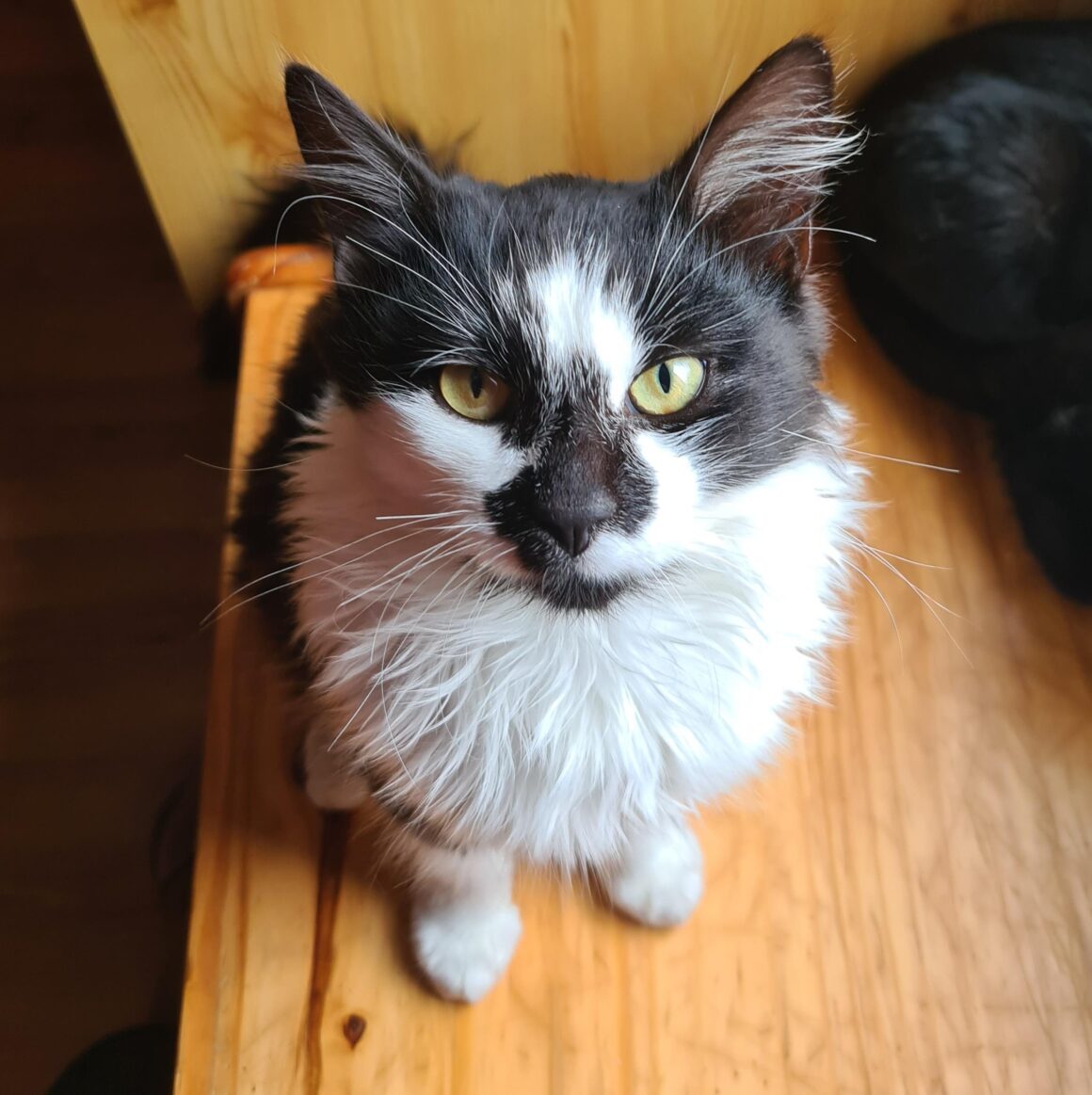 AKRONYM (4) AKRONYM – chaton
