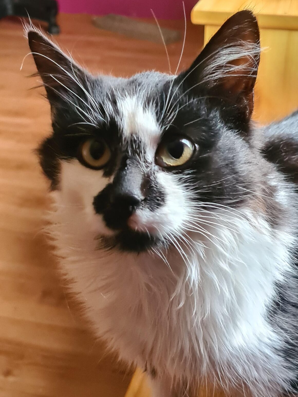 AKRONYM (5) AKRONYM – chaton