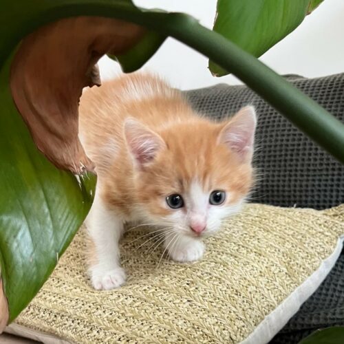 AMSTRONG – chaton réservé