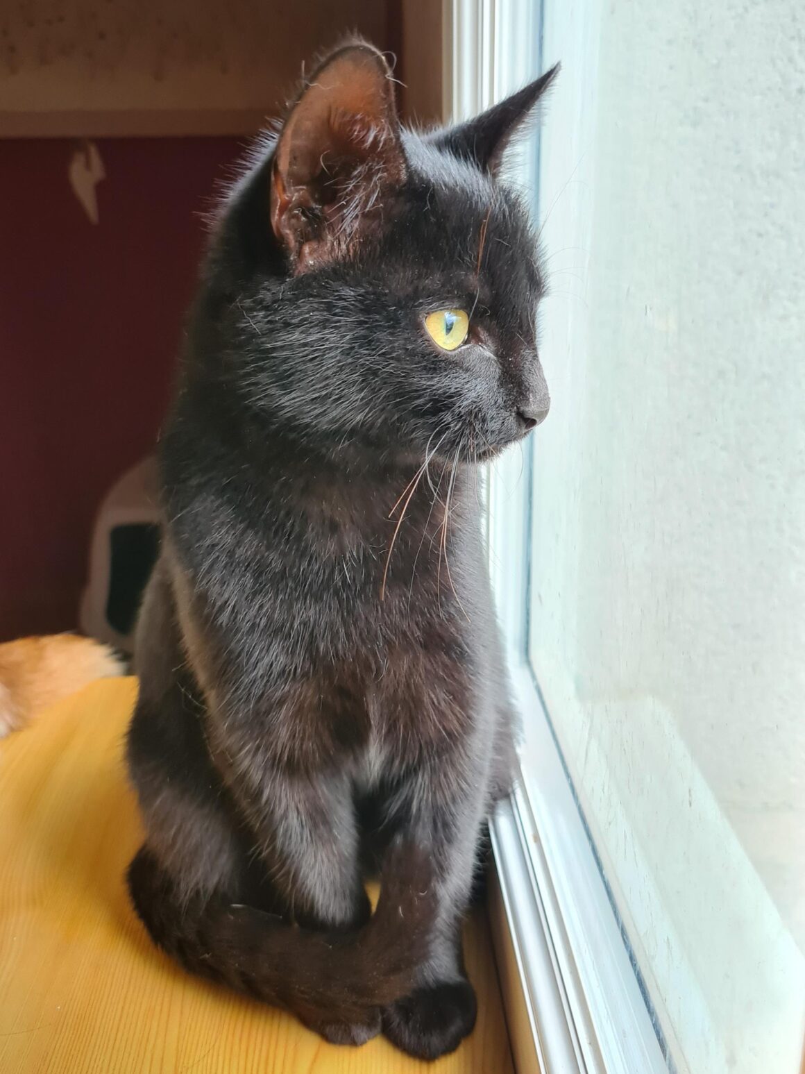 ANONYME (4) ANONYM – chaton