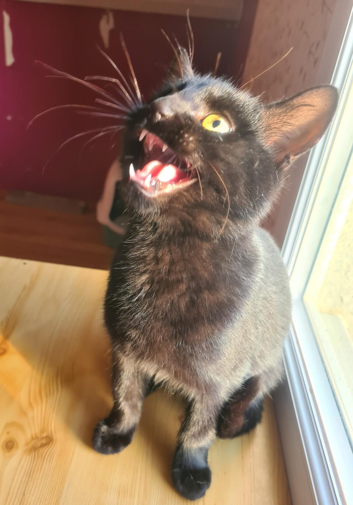 ANONYME (6) ANONYM – chaton