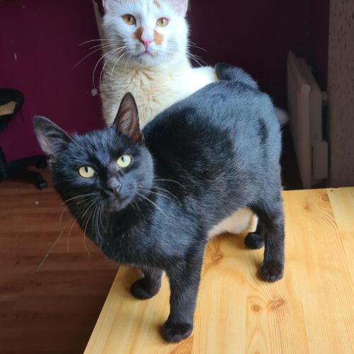 ANONYM – chaton