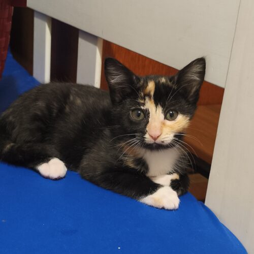 ARALIA – chaton adoptée