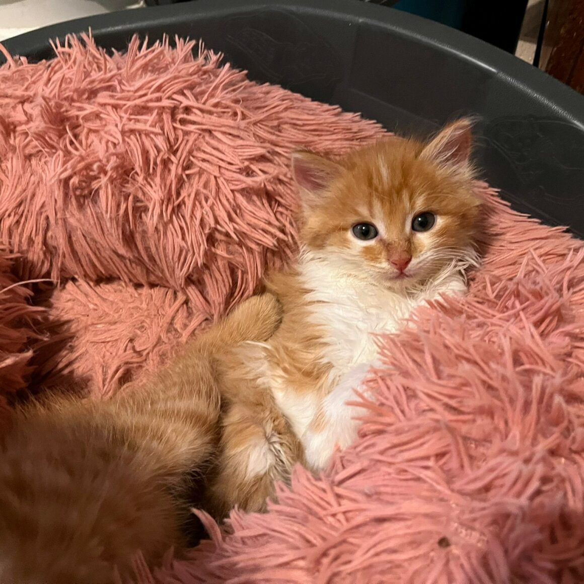 AUGUS – chaton