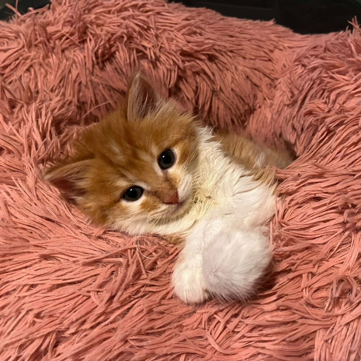AUGUS – chaton