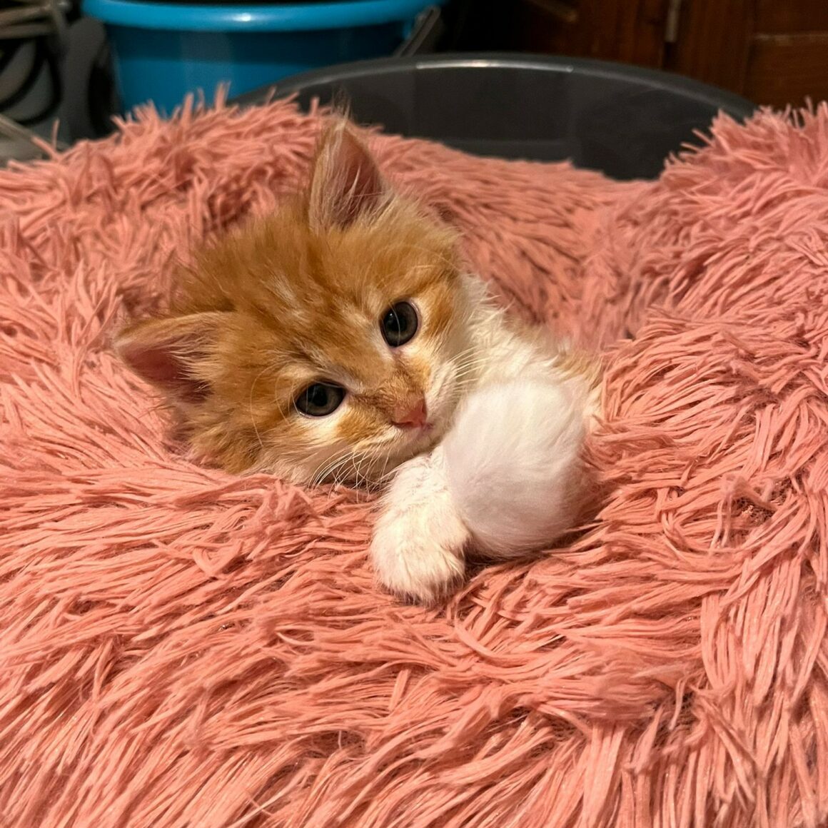 AUGUS – chaton adopté