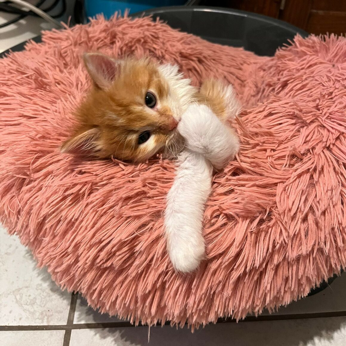 AUGUS – chaton