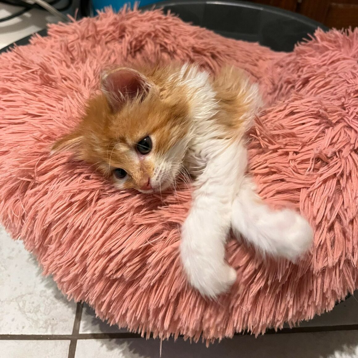 AUGUS – chaton