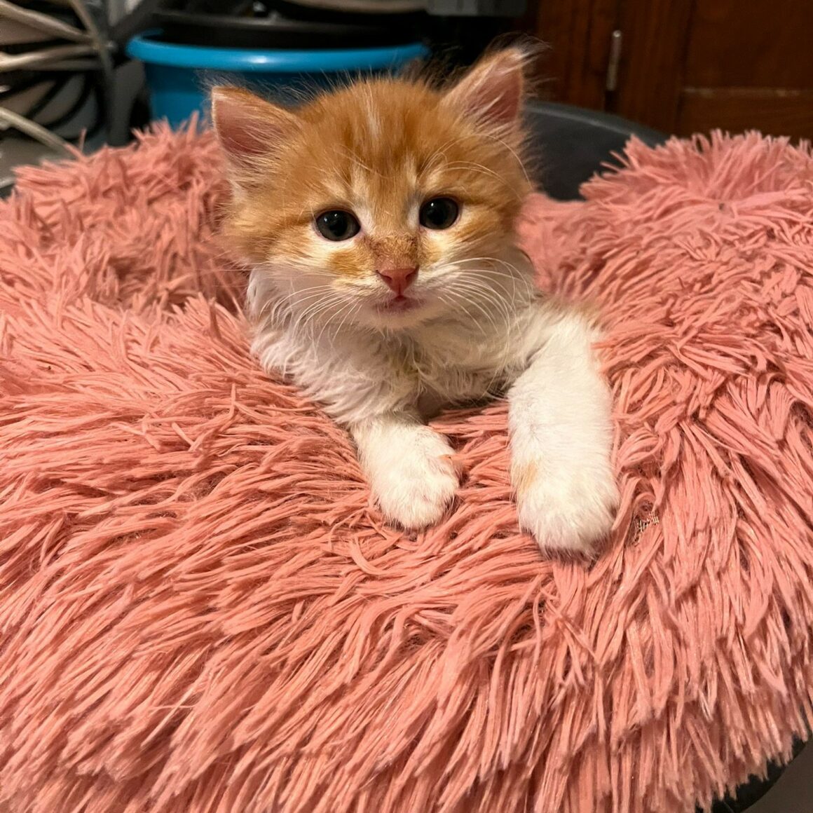 AUGUS – chaton