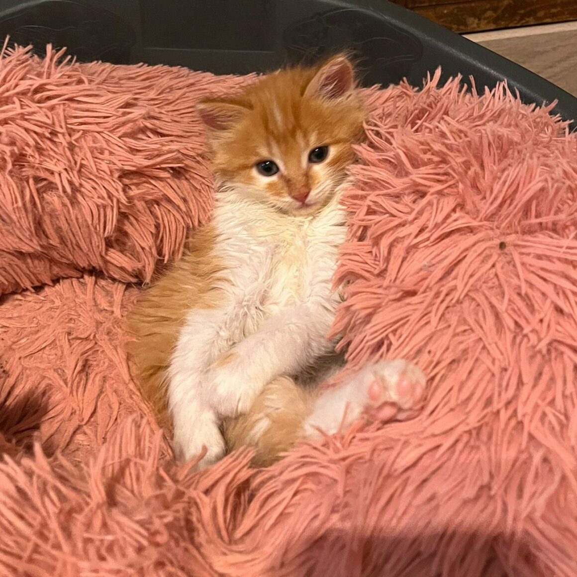 AUGUS – chaton