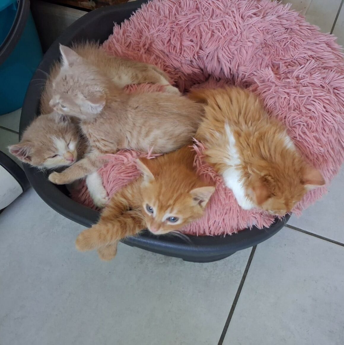 AUGUS – chaton