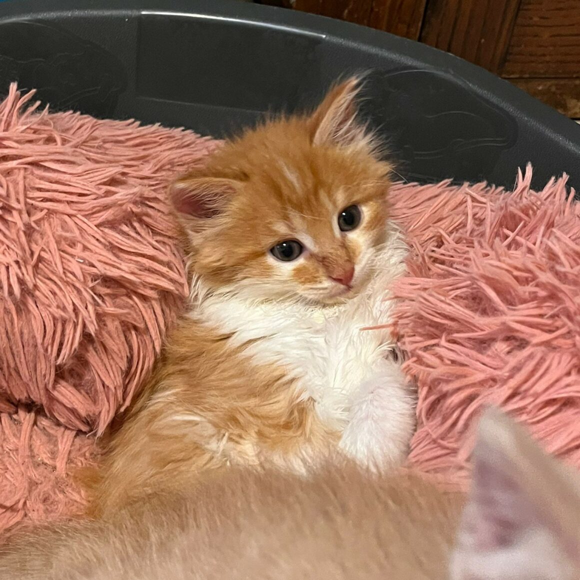 AUGUS – chaton