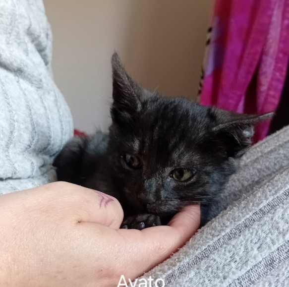 AYATO – chaton réservé