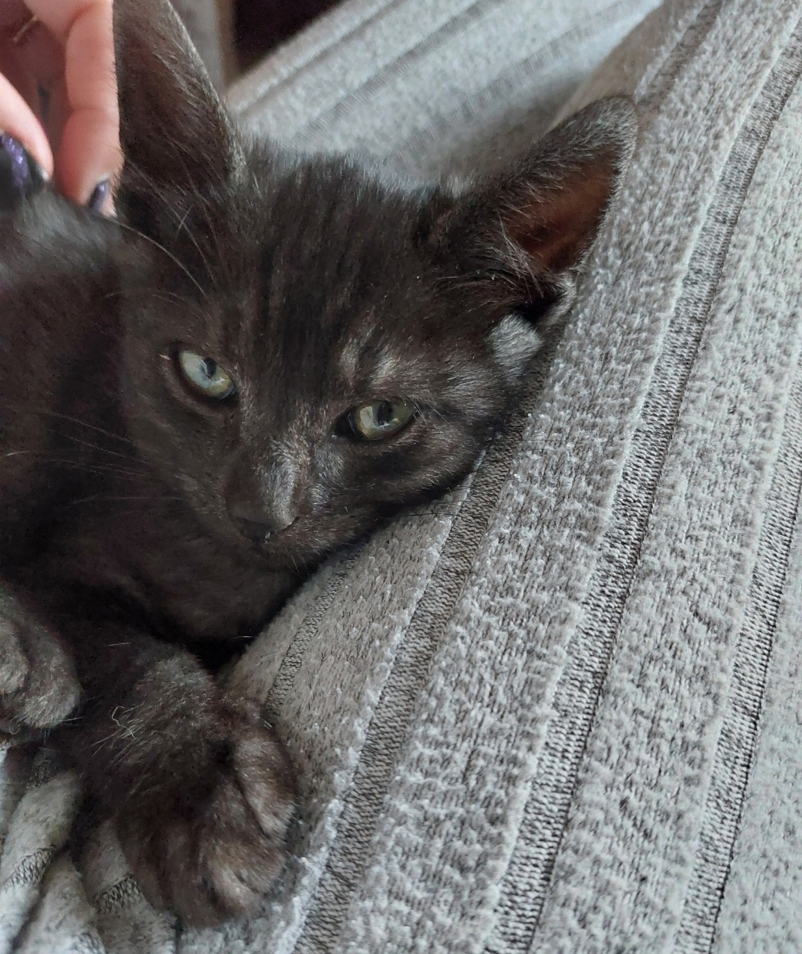 AYATO – chaton réservé