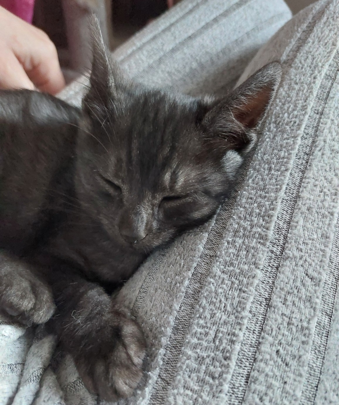 AYATO – chaton réservé