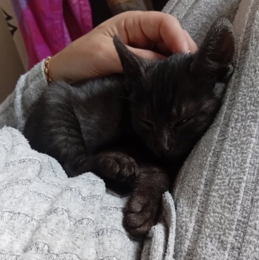 AYATO – chaton réservé