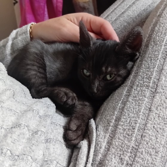 AYATO – chaton adopté