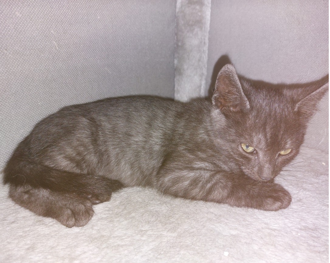 AYATO – chaton réservé