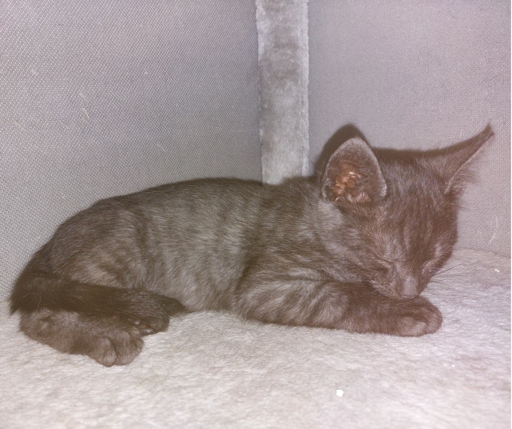 AYATO – chaton réservé
