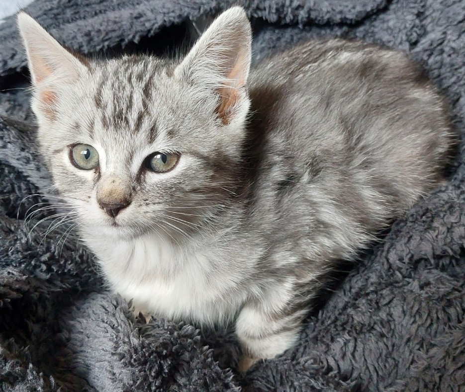 AYO – chaton réservé